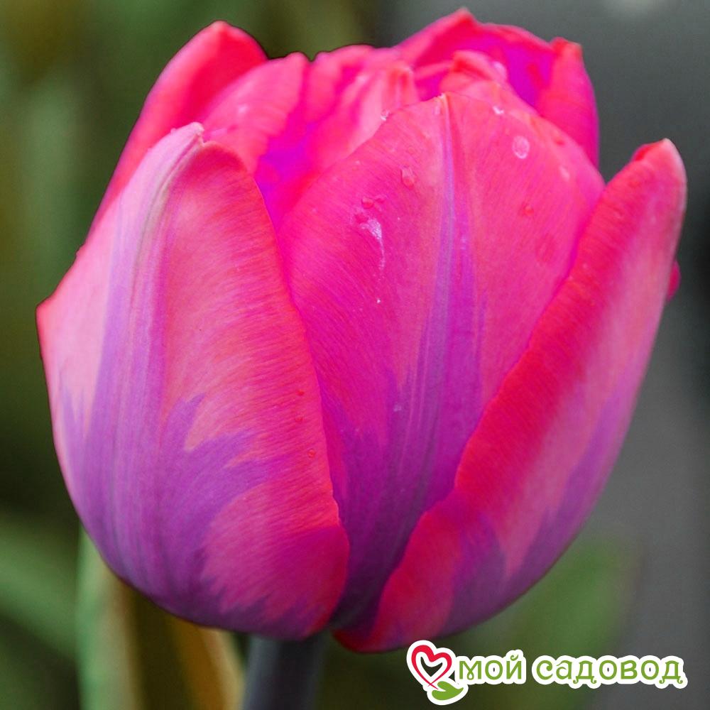 Тюльпан Триумф Принцесса Ирен Роза