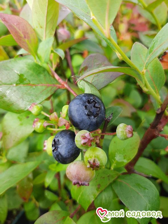 Голубика "Нельсон"