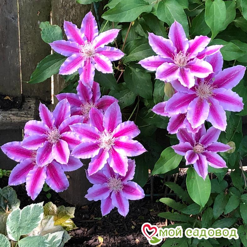 Клематис Капитан Туллекс ЗКС