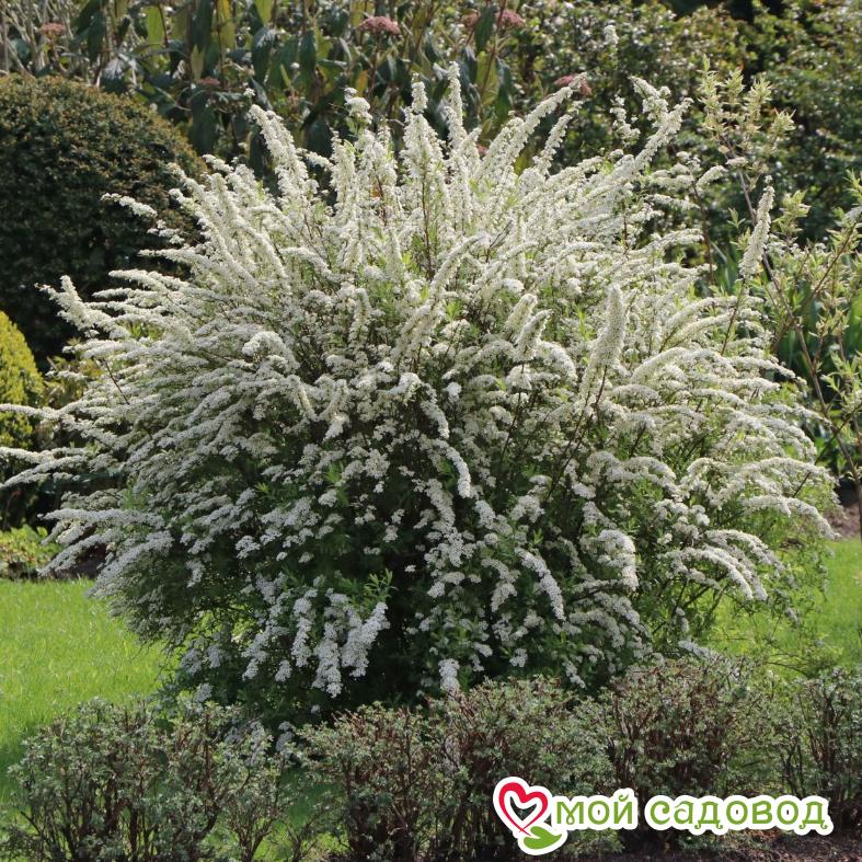 Спирея "Грефшейм"