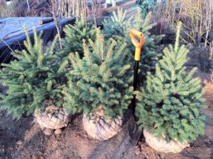 саженец ели