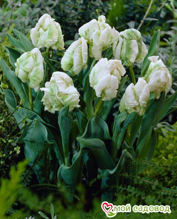 Тюльпан Супер Пэррот